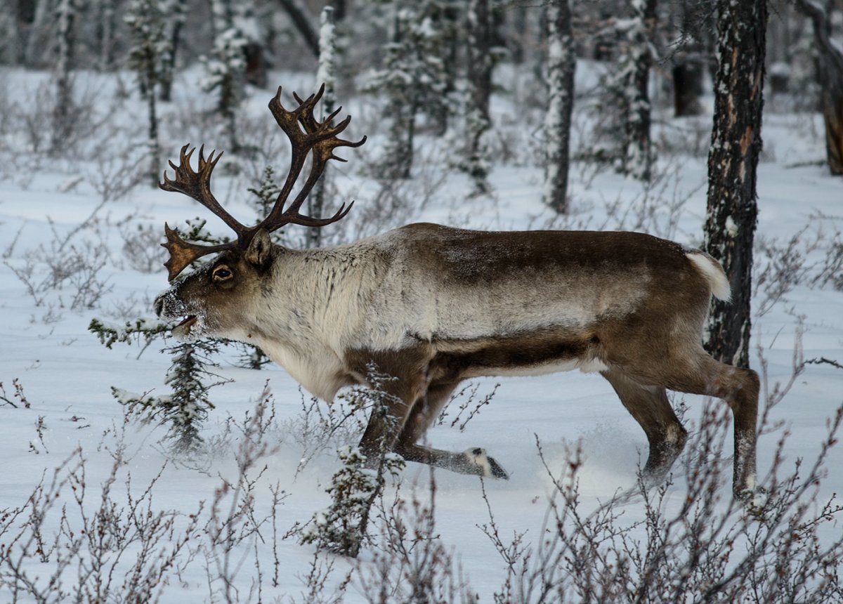 Северный олень Якутии