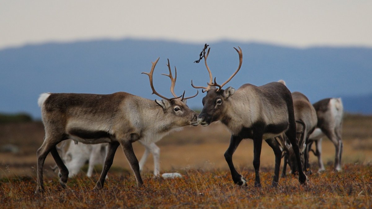 Остров Врангеля Северный олень