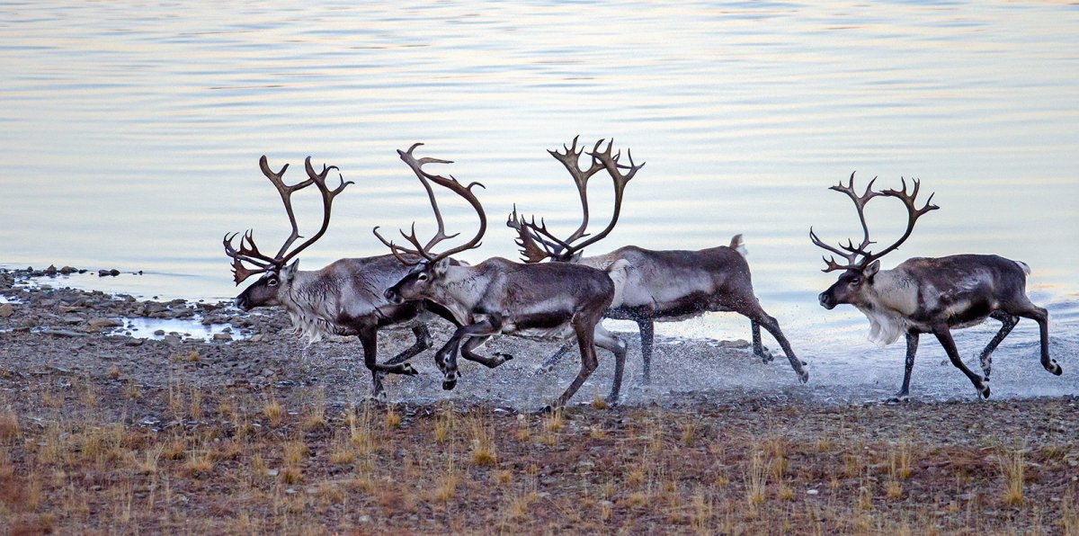Дикие Северные олени река Харловка