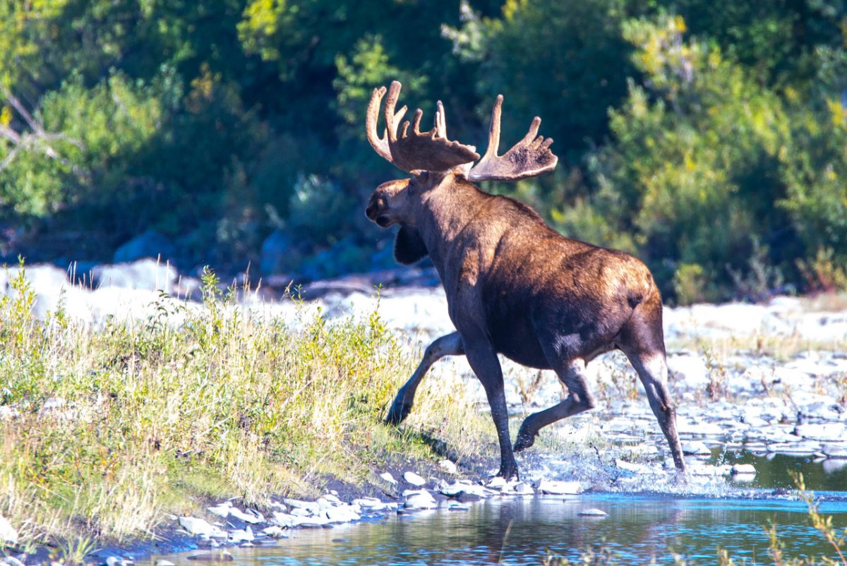 Лось Дальневосточный