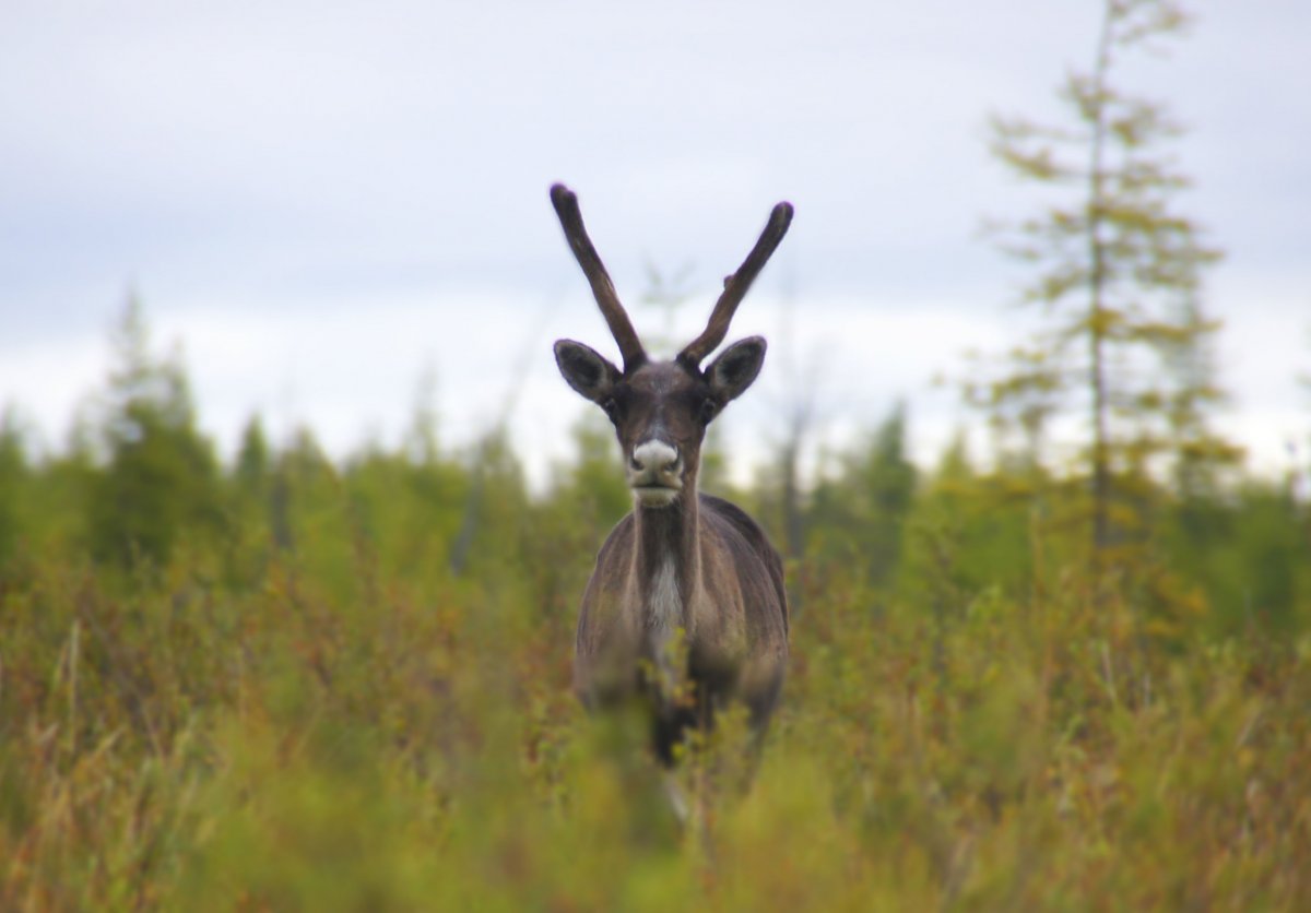 Животные Республики Саха Якутия