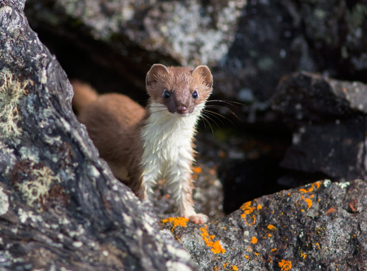 Зверьки Якутия