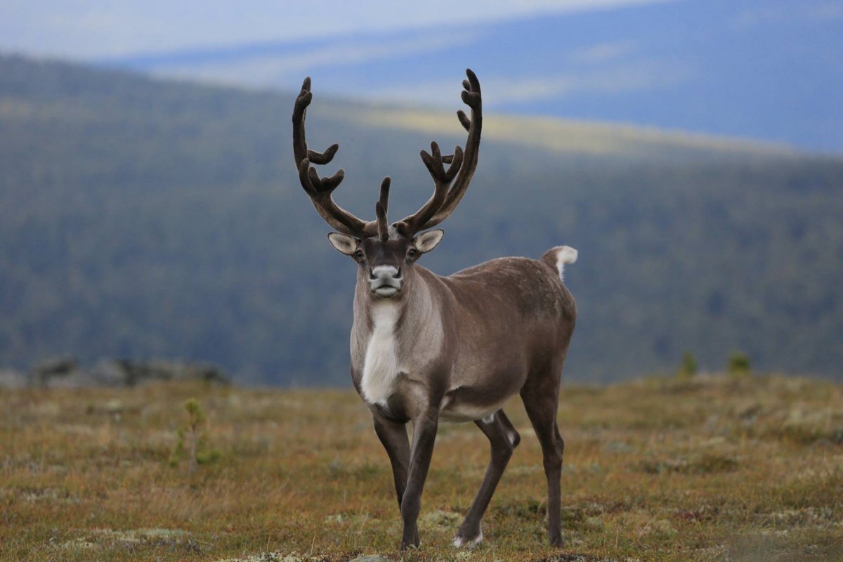 Новоземельский Северный олень