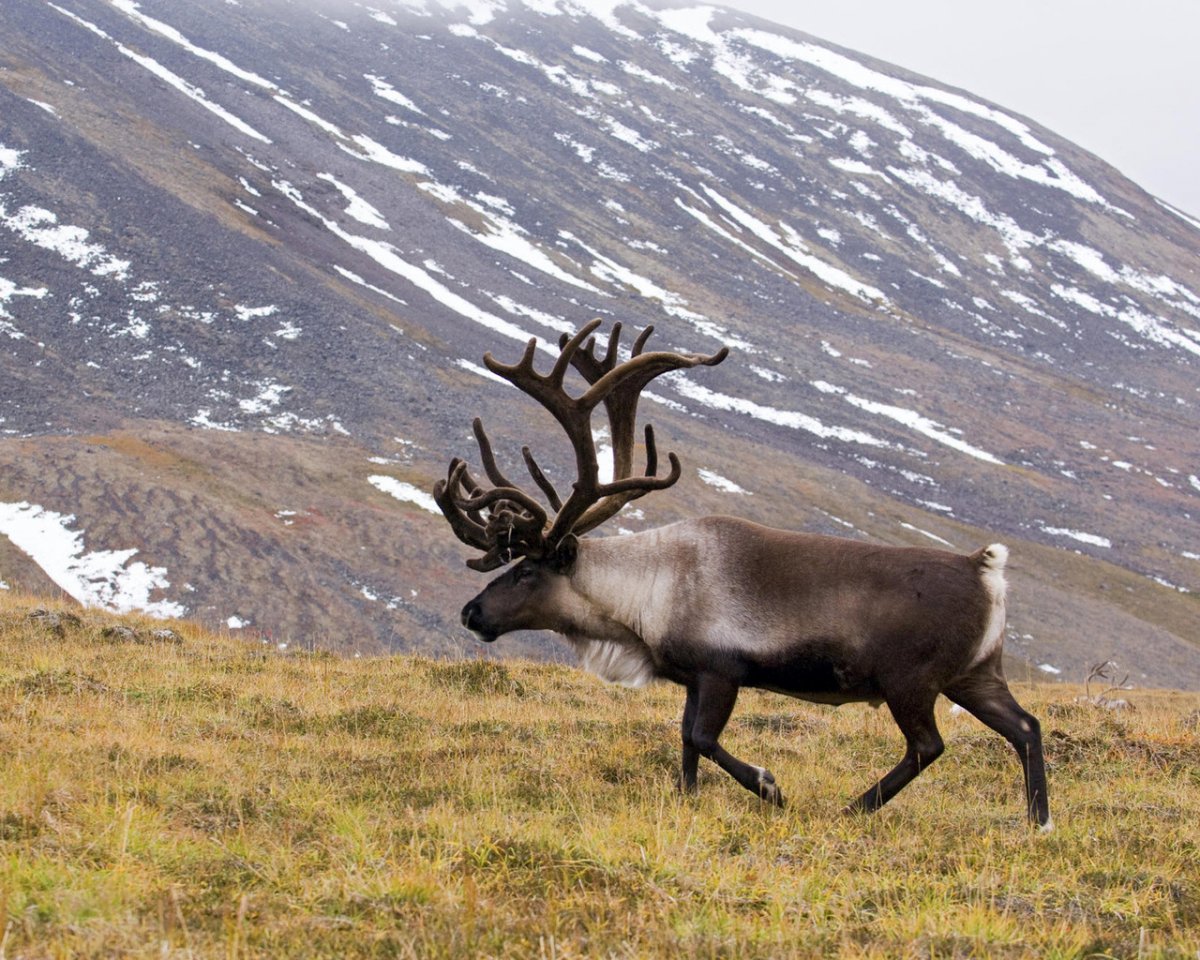 Охотский или Камчатский Северный олень