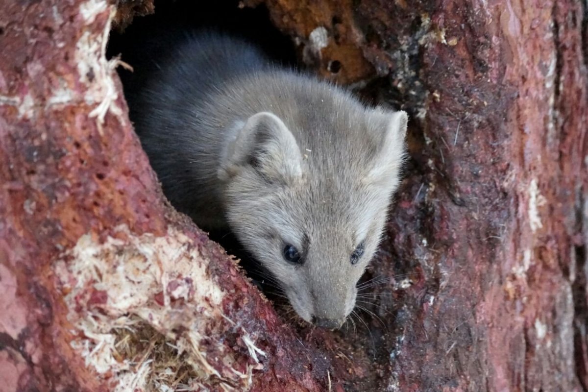 Зверьки Якутия