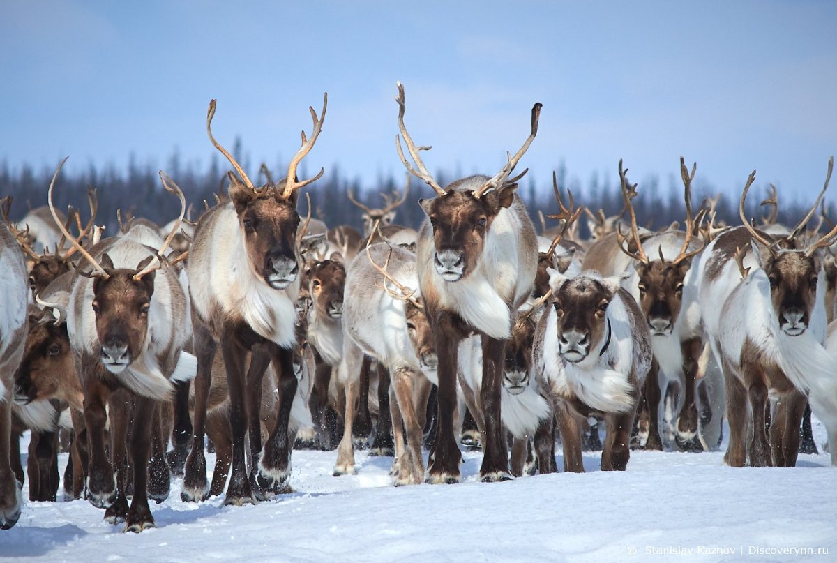 Ямальские олени Салехард