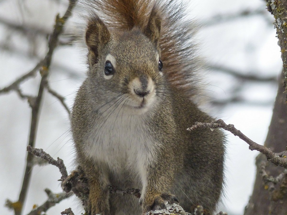 Якутская белка