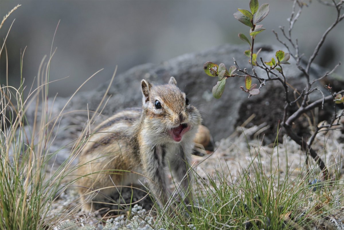 Животные Якутии