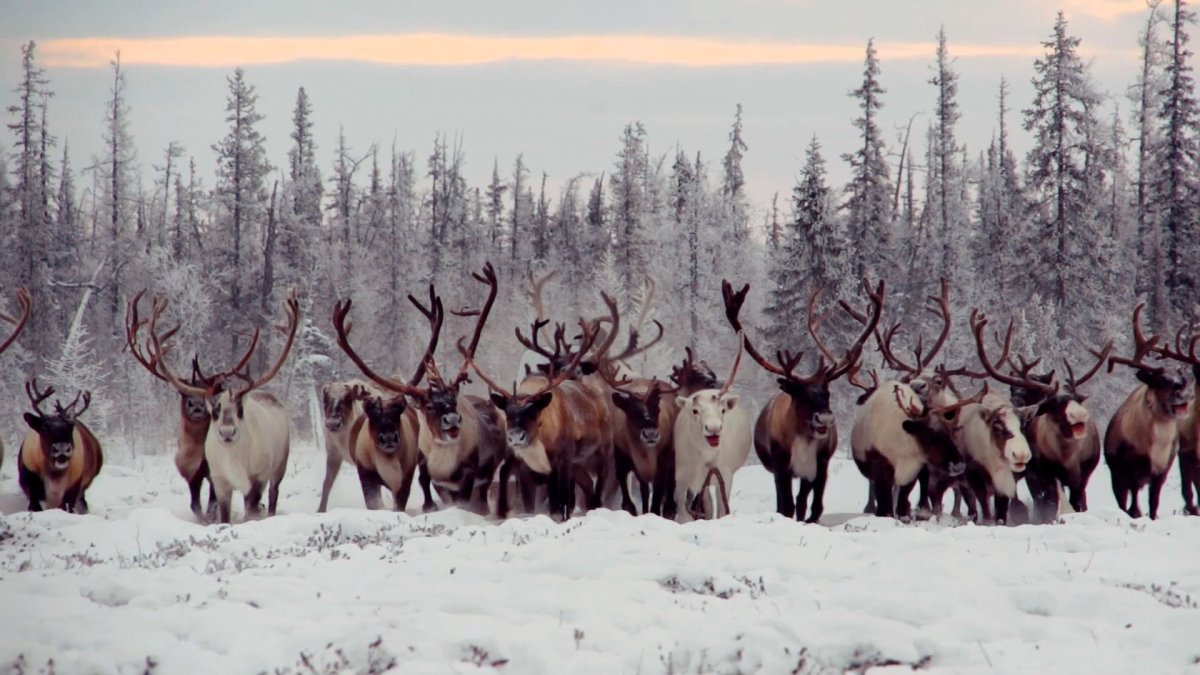 Оленеводы оленей в тундре
