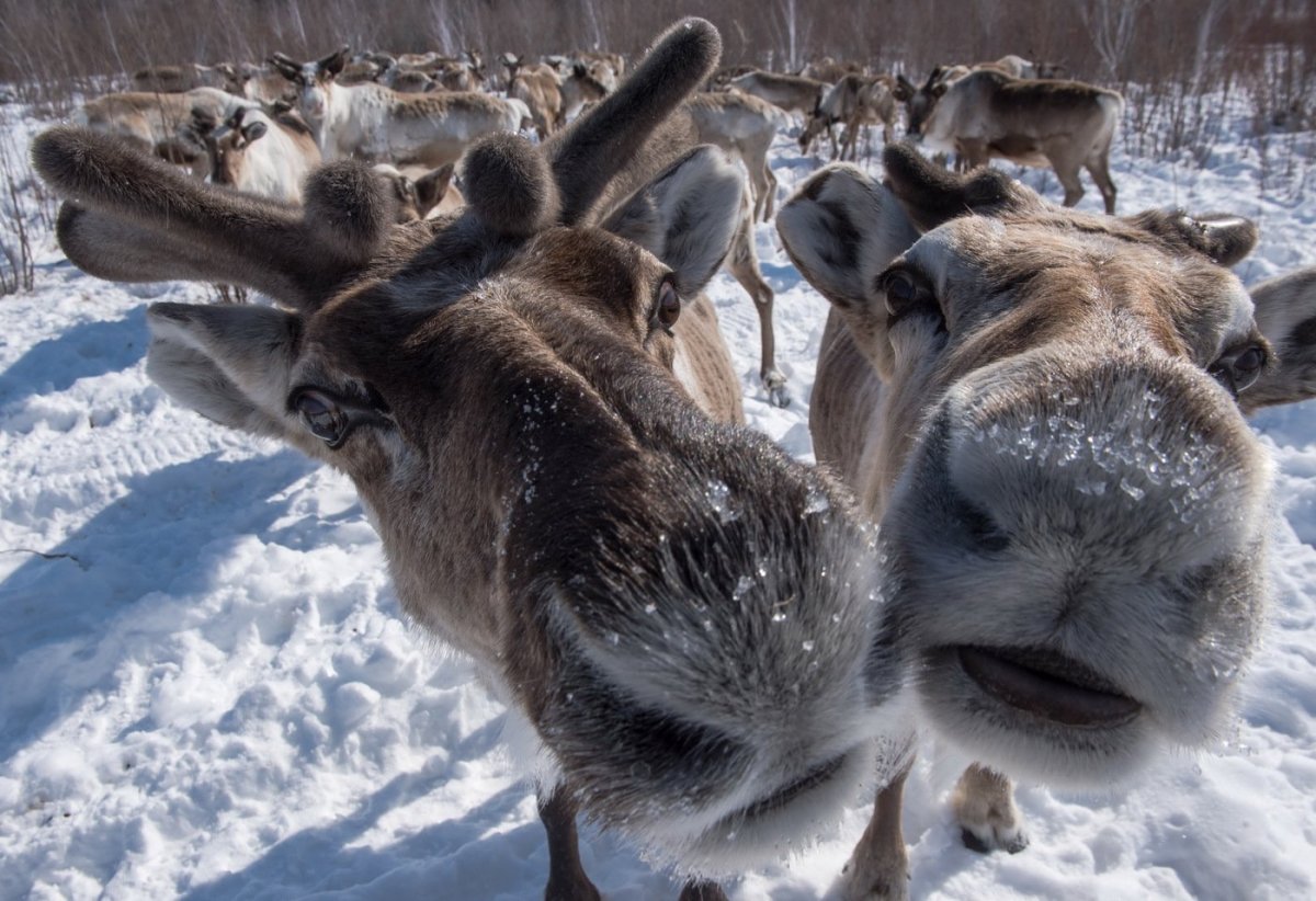 Звери Якутии