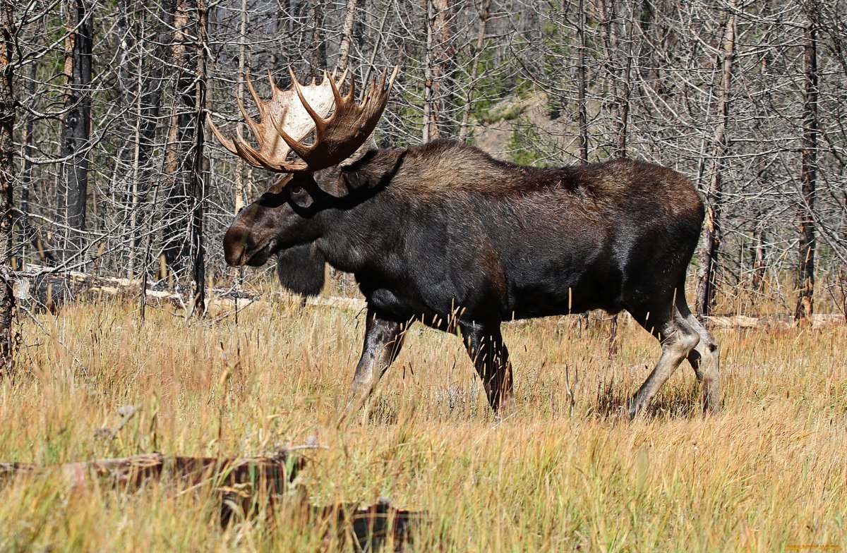 Лось Сибирский
