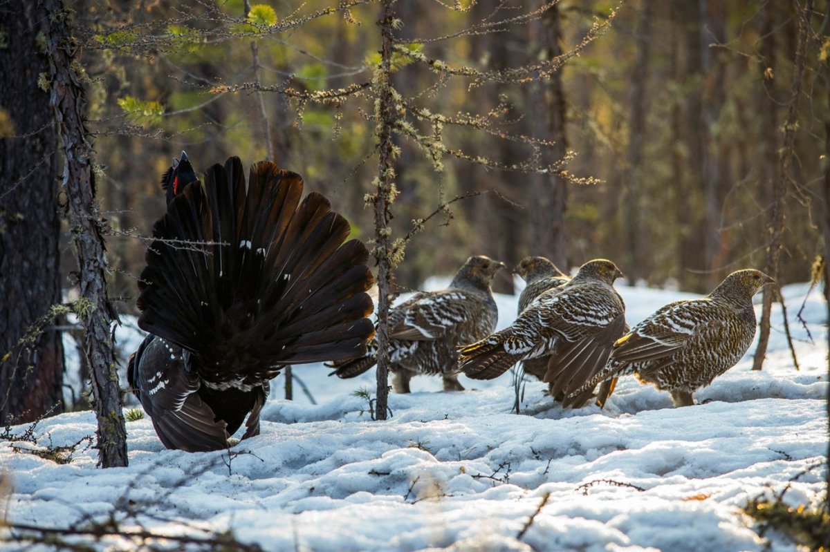 Каменный Глухарь птица