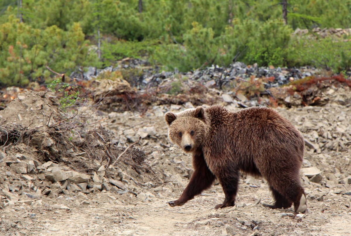 Флора и фауна Якутии