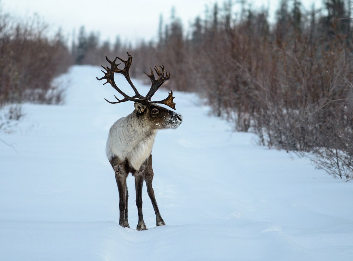 Северный олень Таймыр