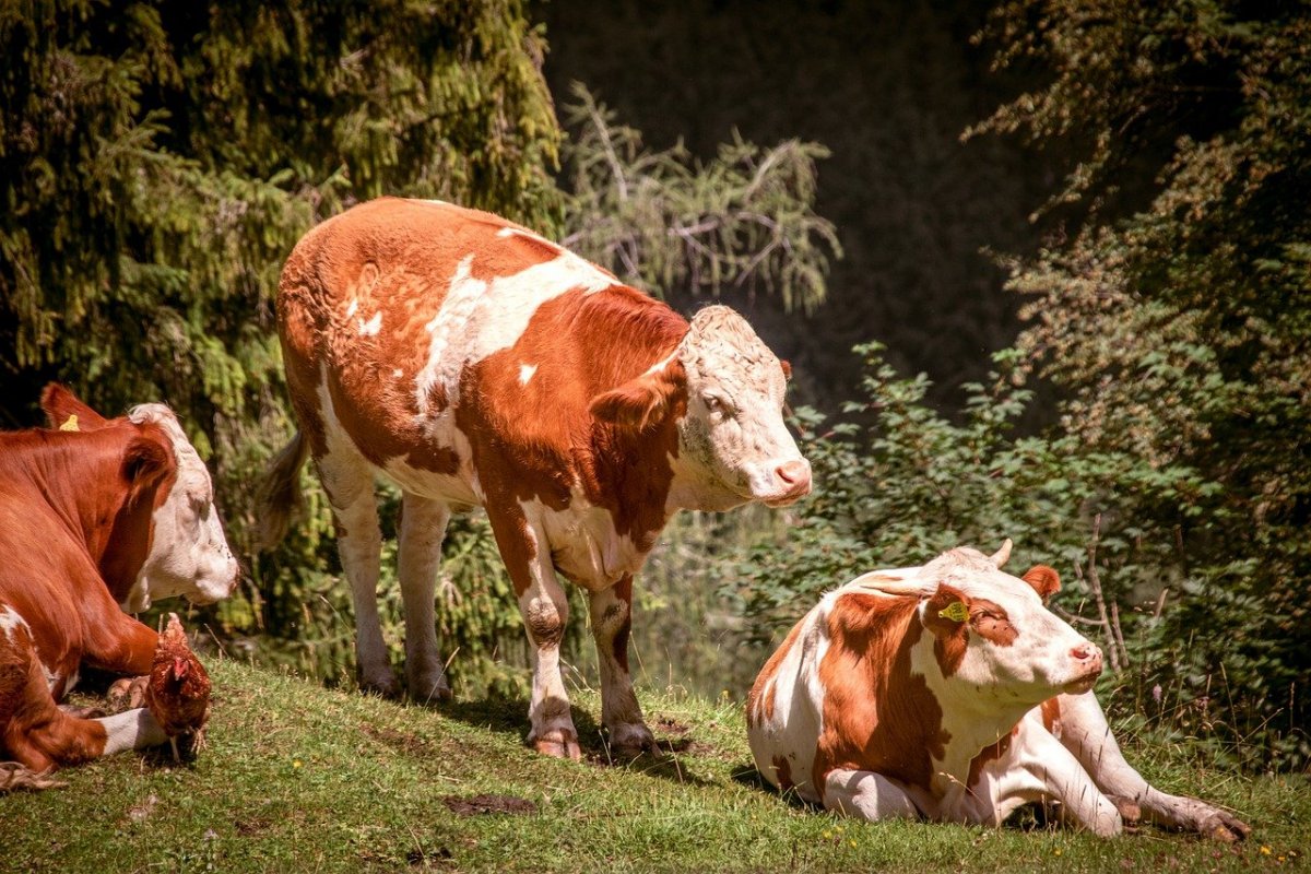Гибрид корова. Simmental