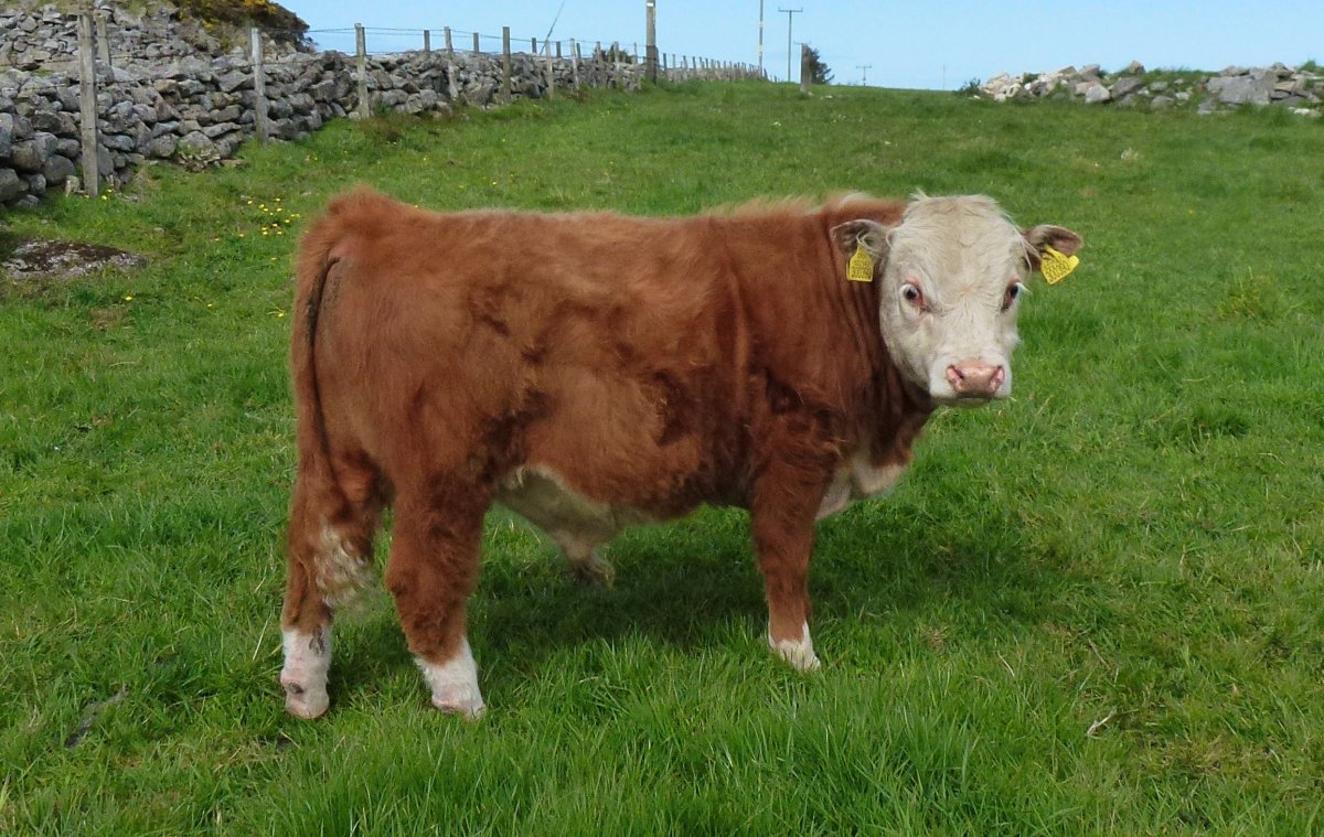 Порода коров Герефорд