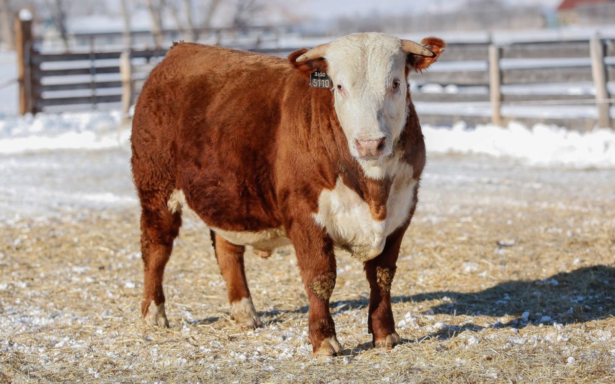 Мясная порода Быков Герефорд