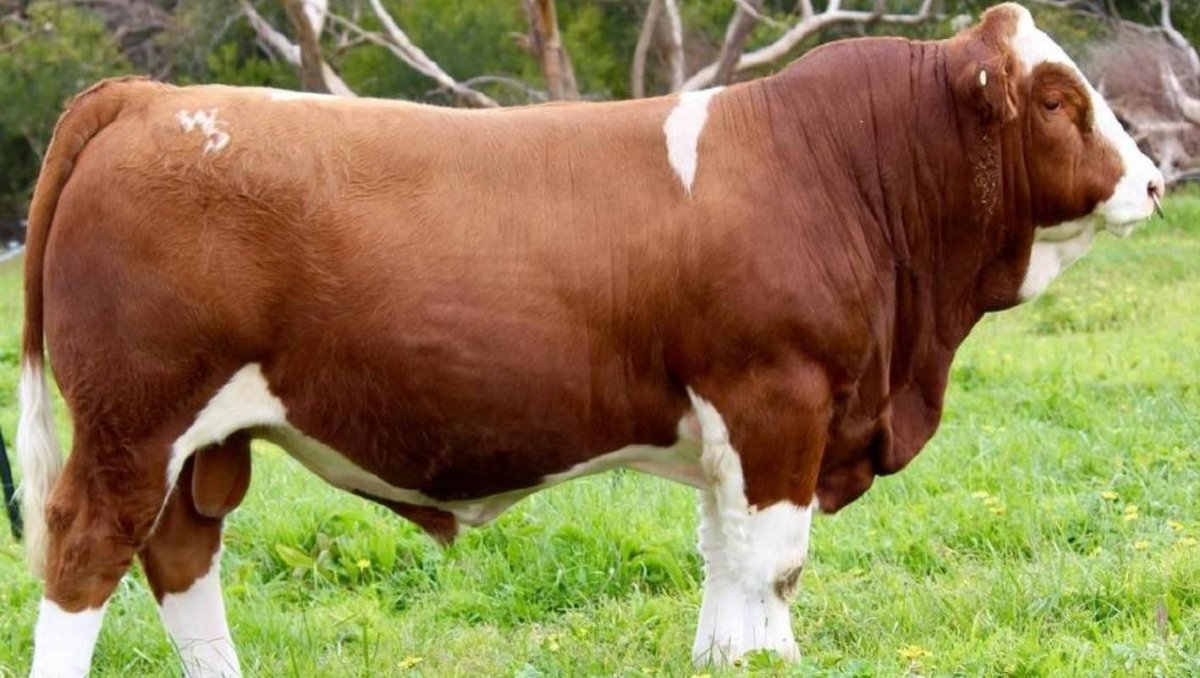 Черная симментальская корова