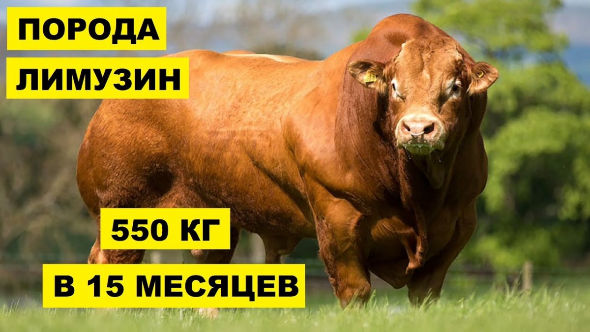 Лимузинская порода коров