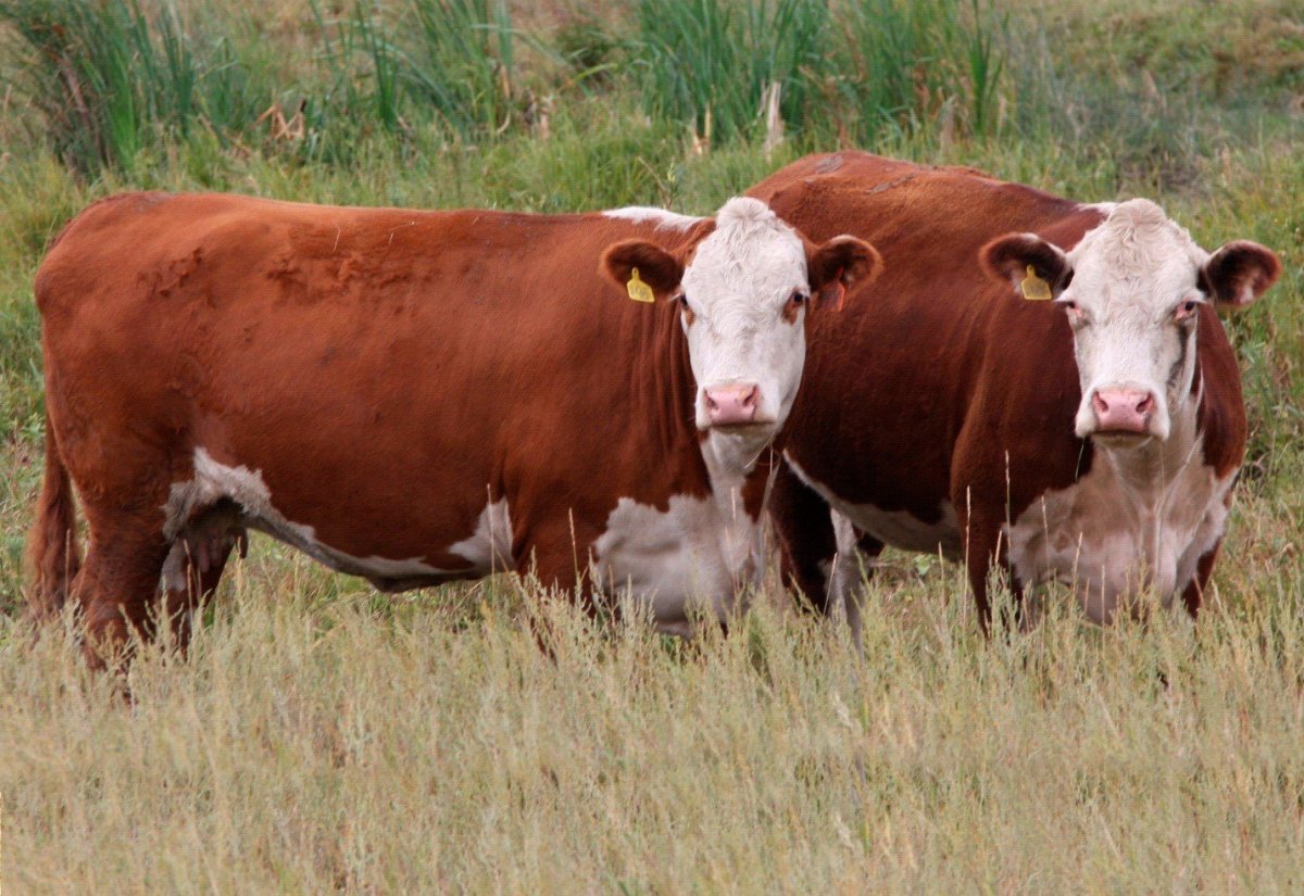 Герефордская порода КРС