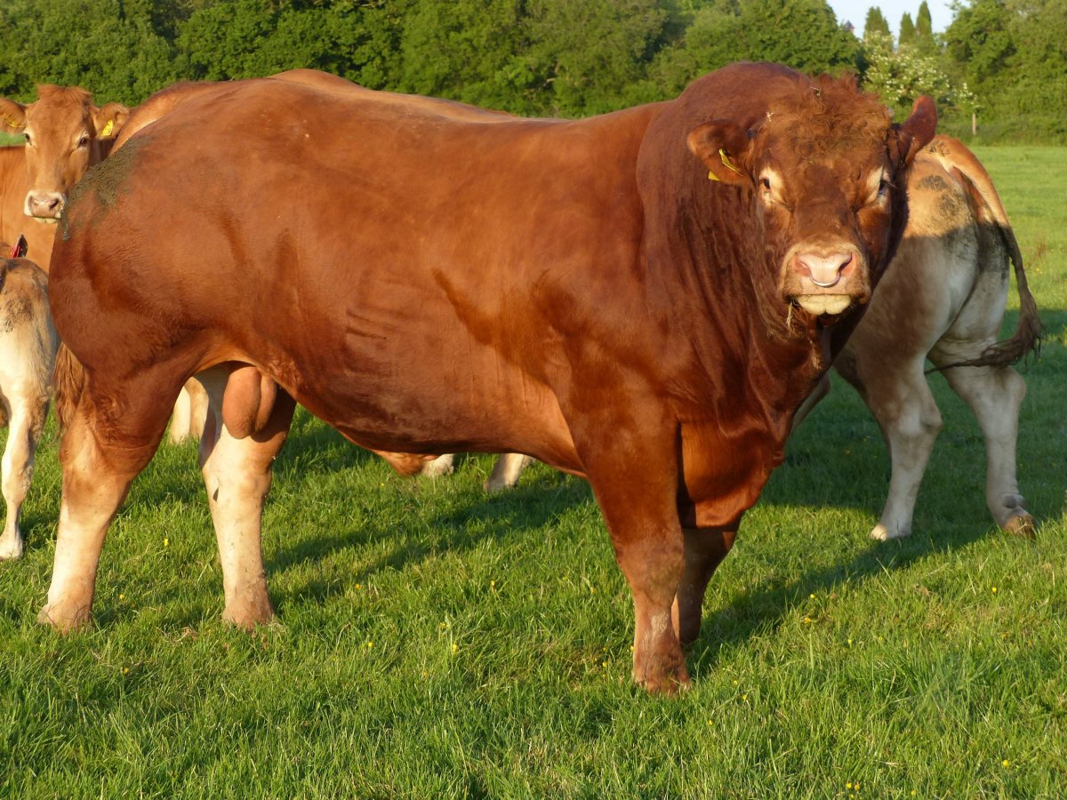 Порода Быков Абердин