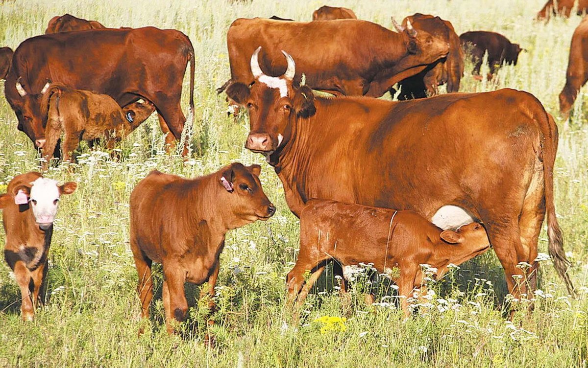 Мясная порода коров Герефорд