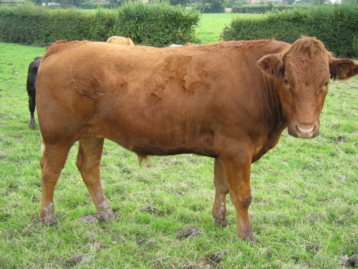 Порода Быков салерс