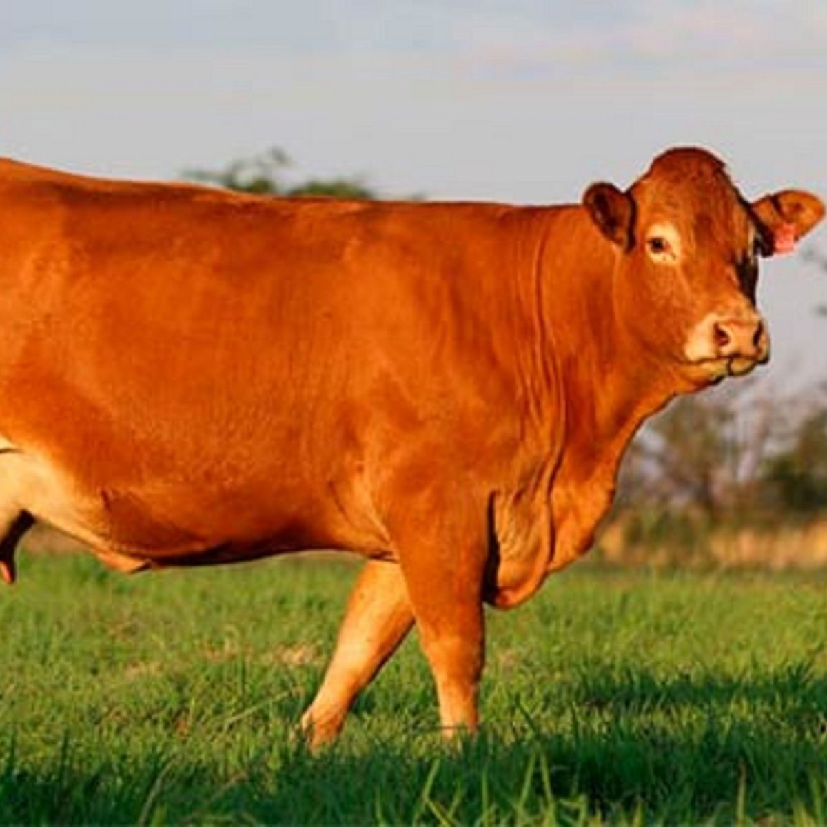 Бык лимузинской породы