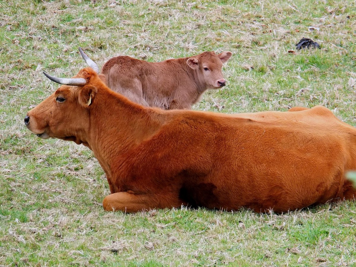 Лимузинская порода коров
