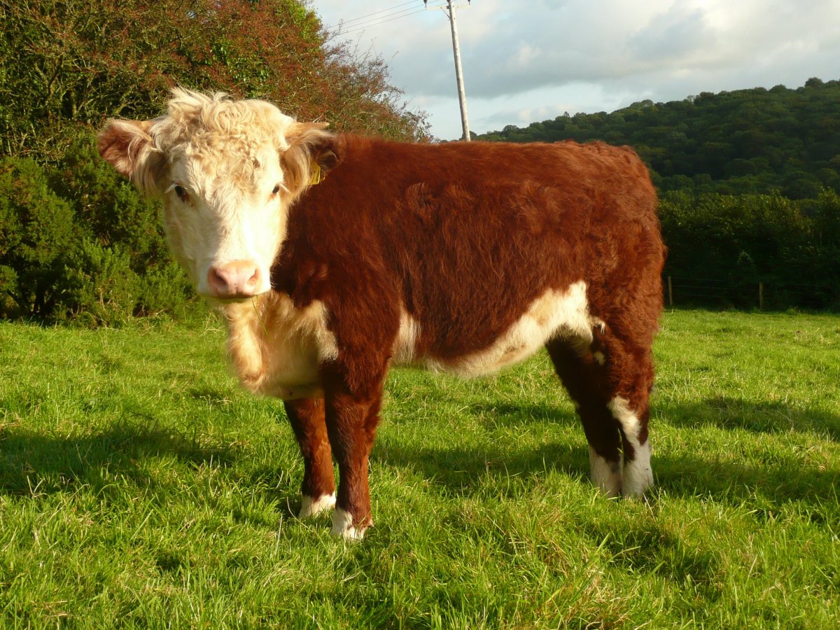 Бык герефордской породы