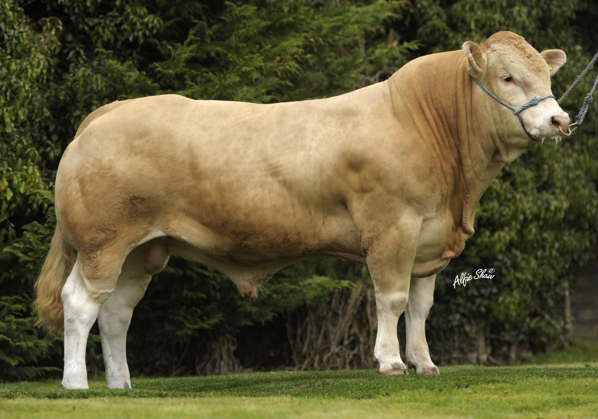 Бельгийский белоголовый бык