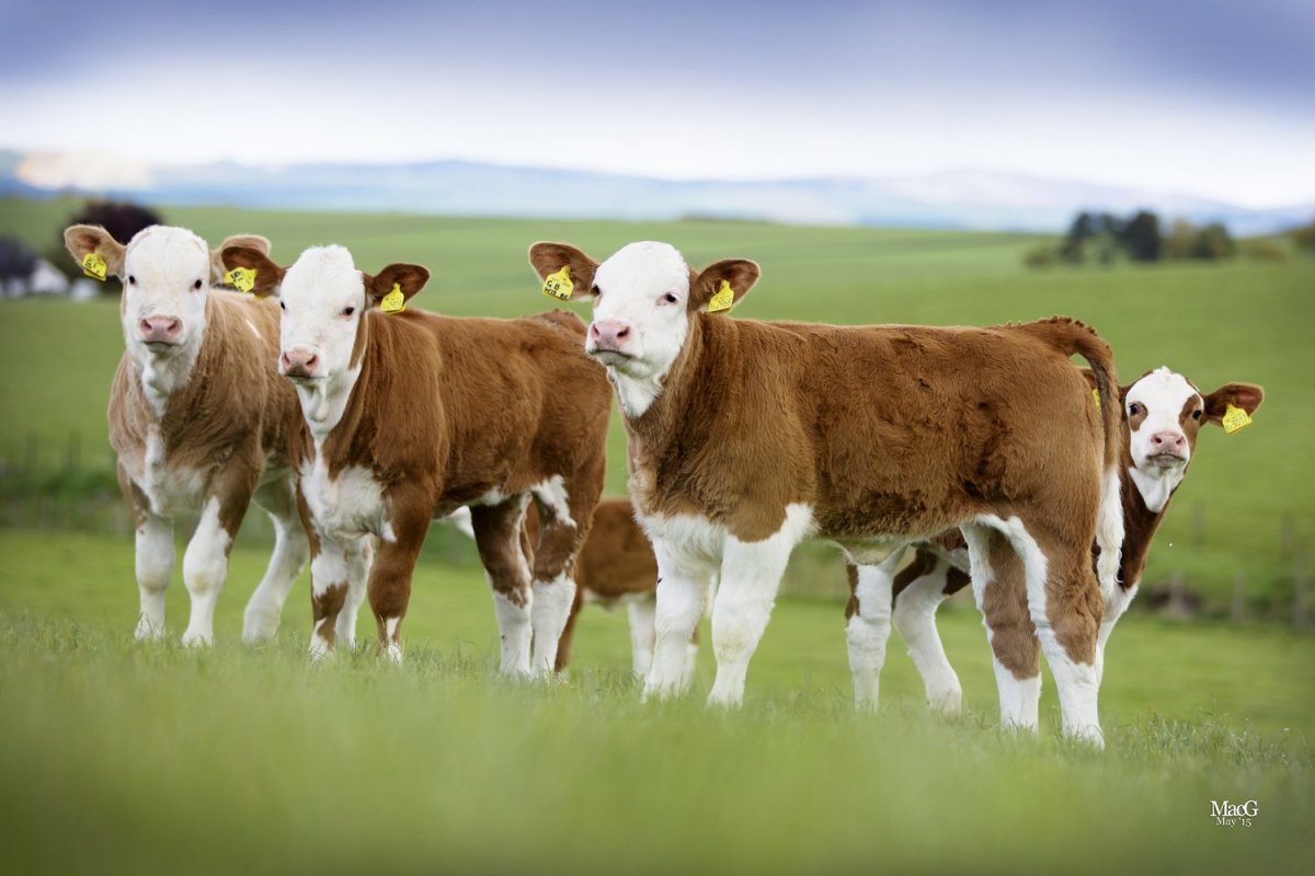 Порода КРС Лимузинская Быков