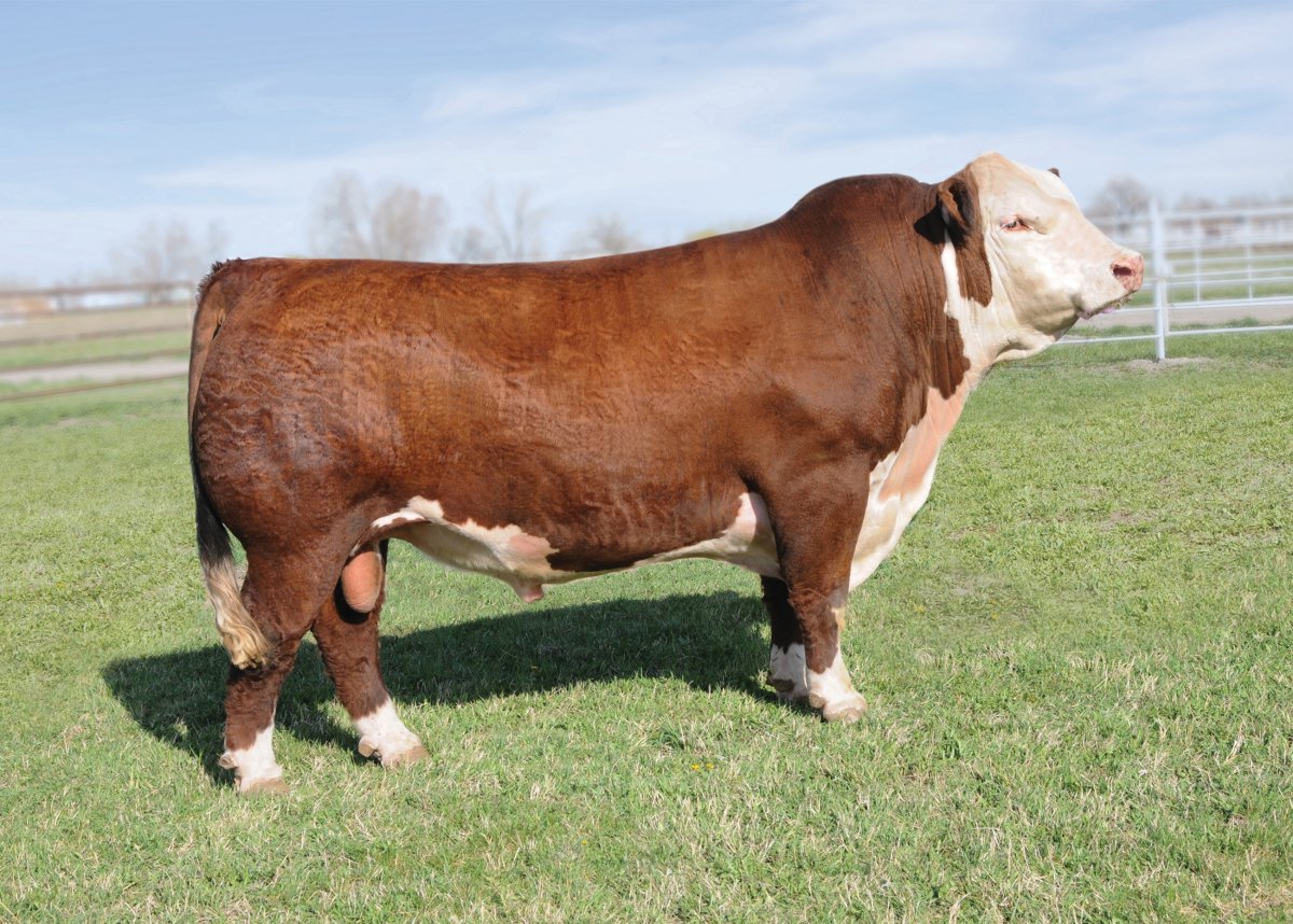 Герефордская порода порода