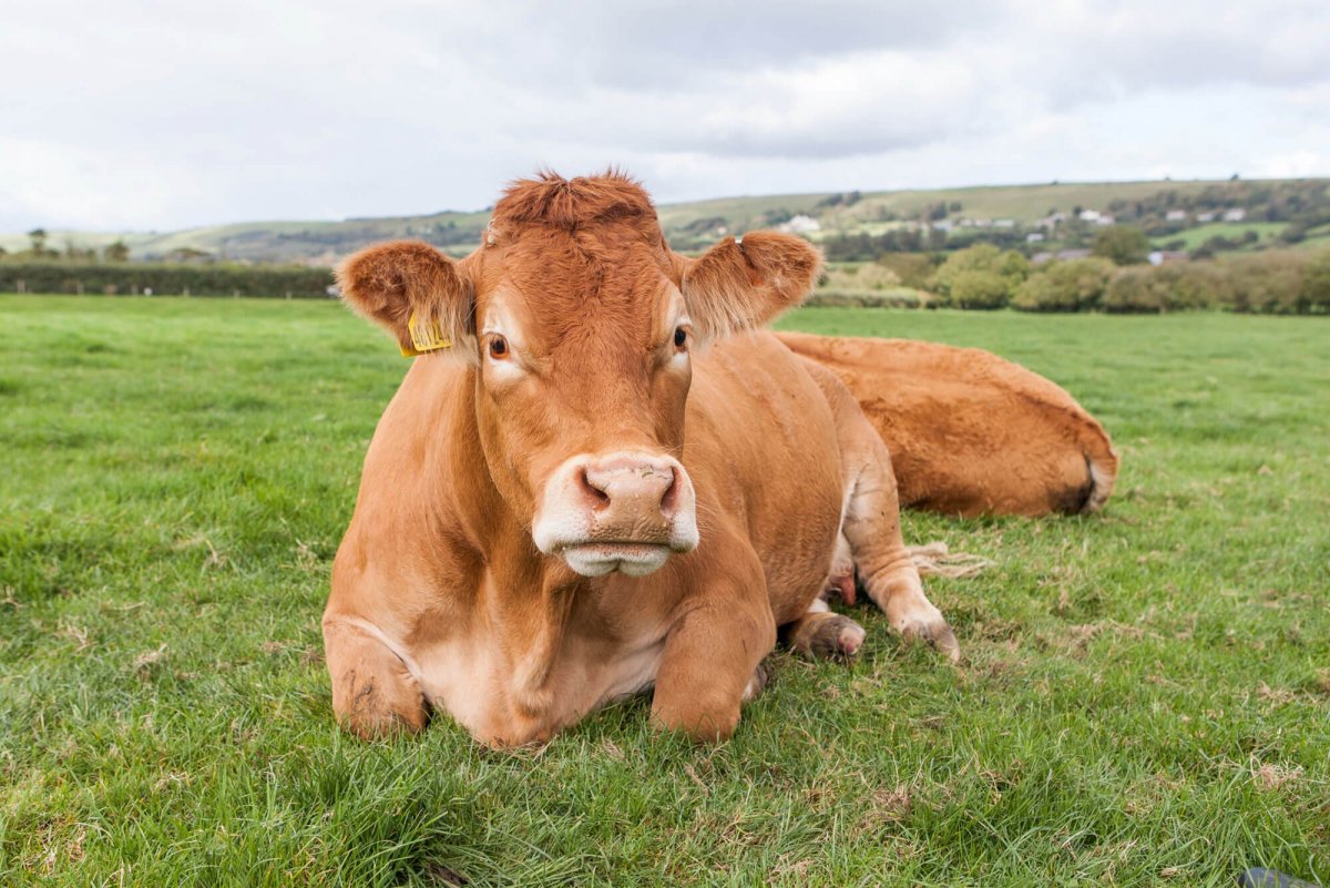 Бык лимузинской породы