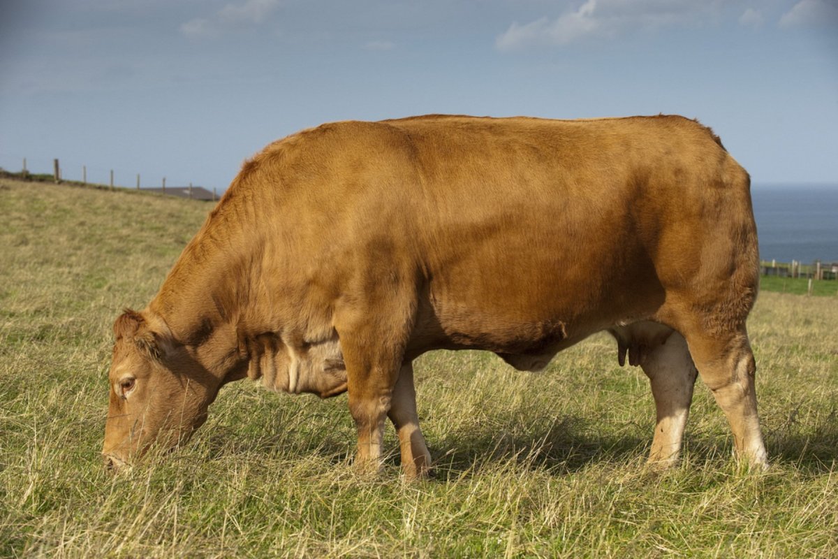 Лимузинская порода Быков