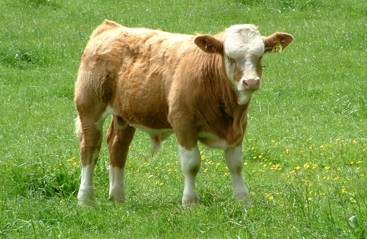 Бычки и телята