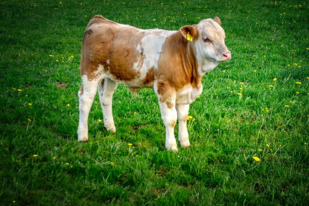 Кианская порода коров