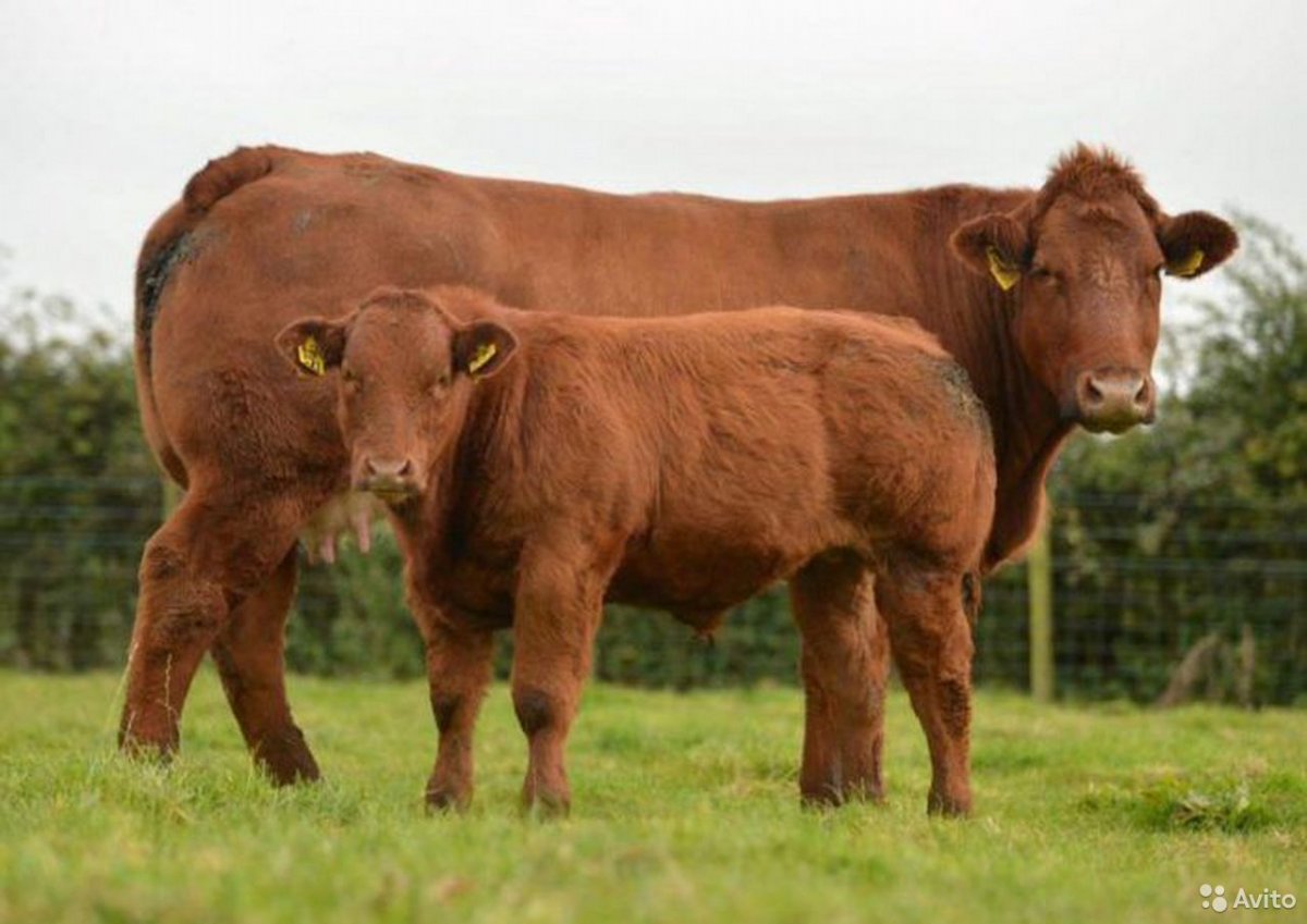 Бык лимузинской породы