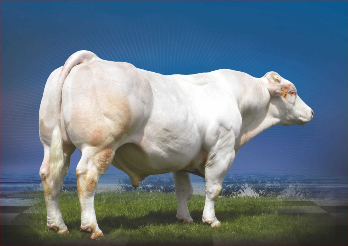 Герефорд порода