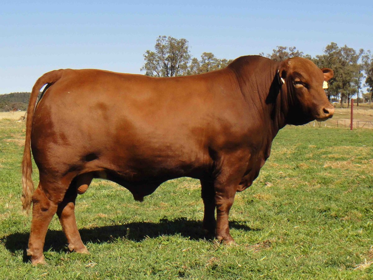 Порода Быков монбельярд