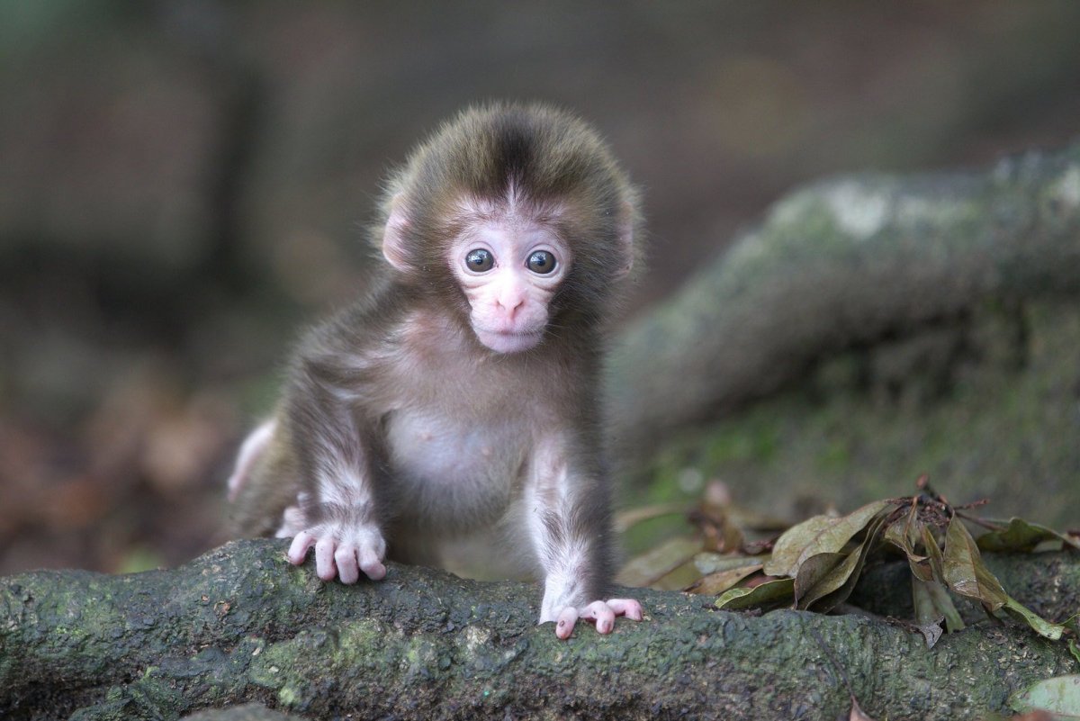 Милые обезьянки