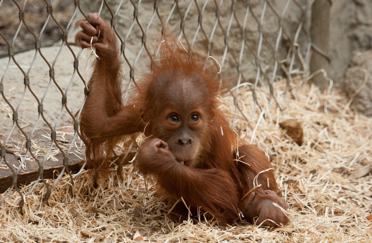 Детеныш орангутанга