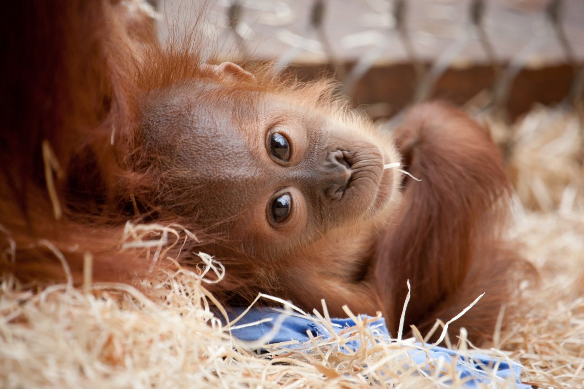 Ушастые обезьяны фото