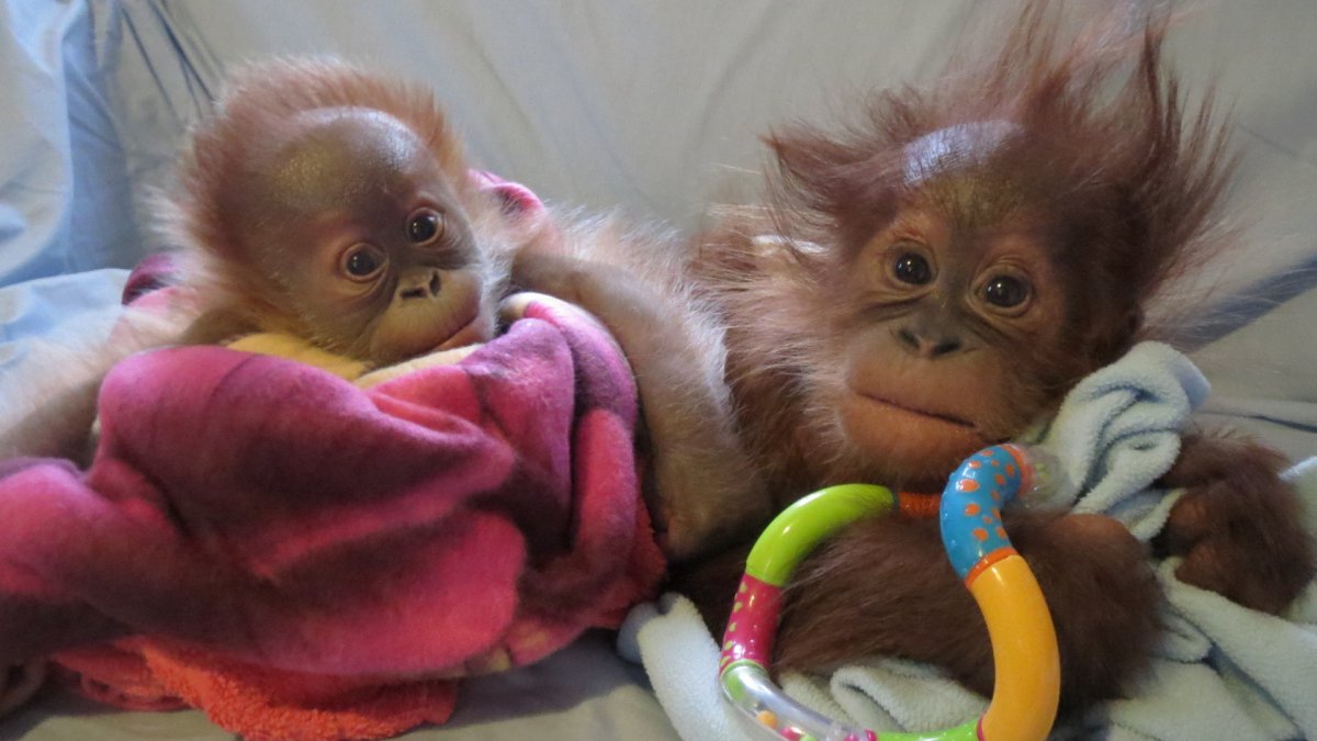 Смешные обезьянки