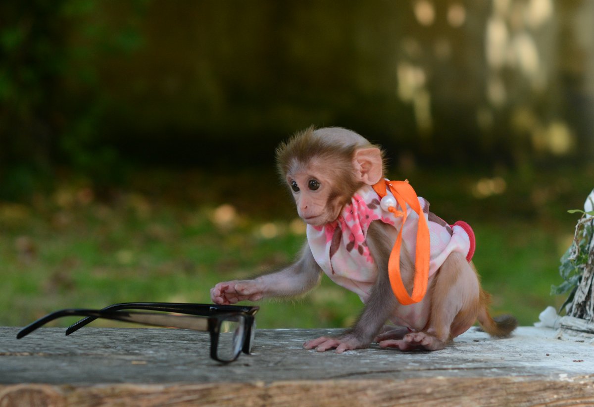 Обезьяна с бантиком