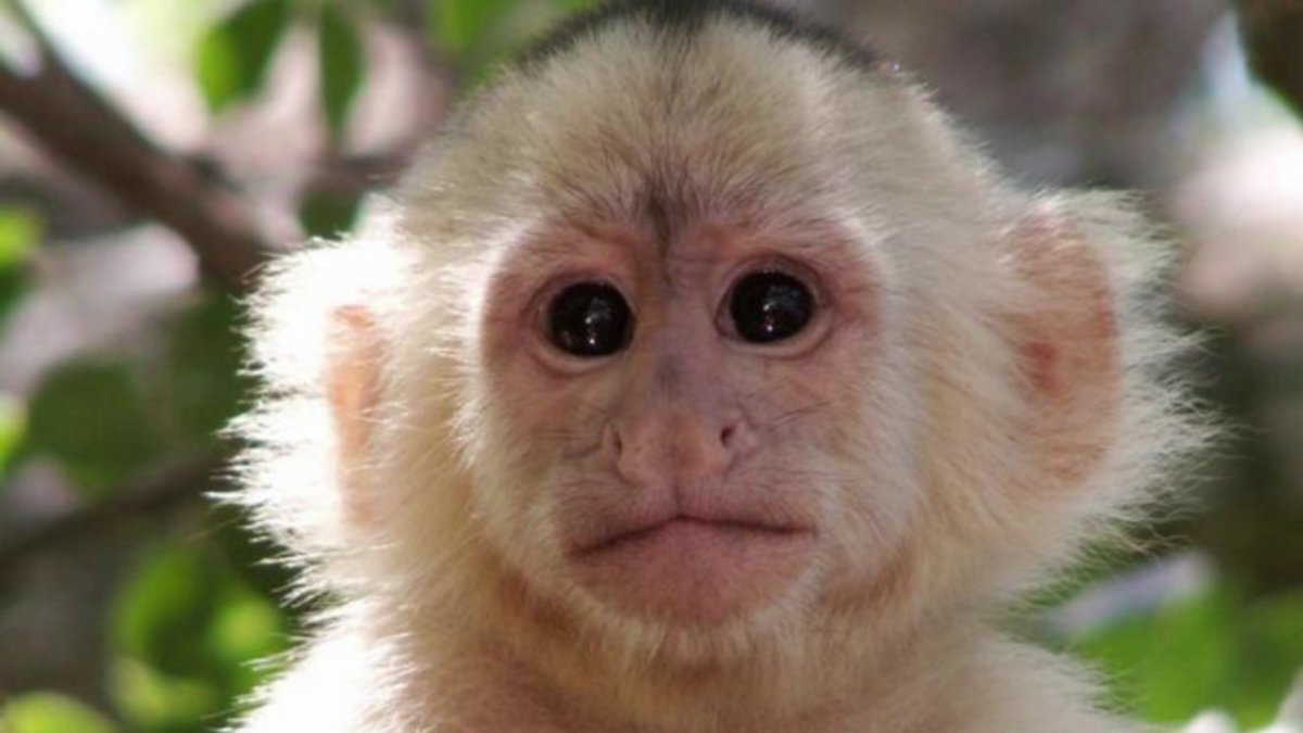 Кунац меймун