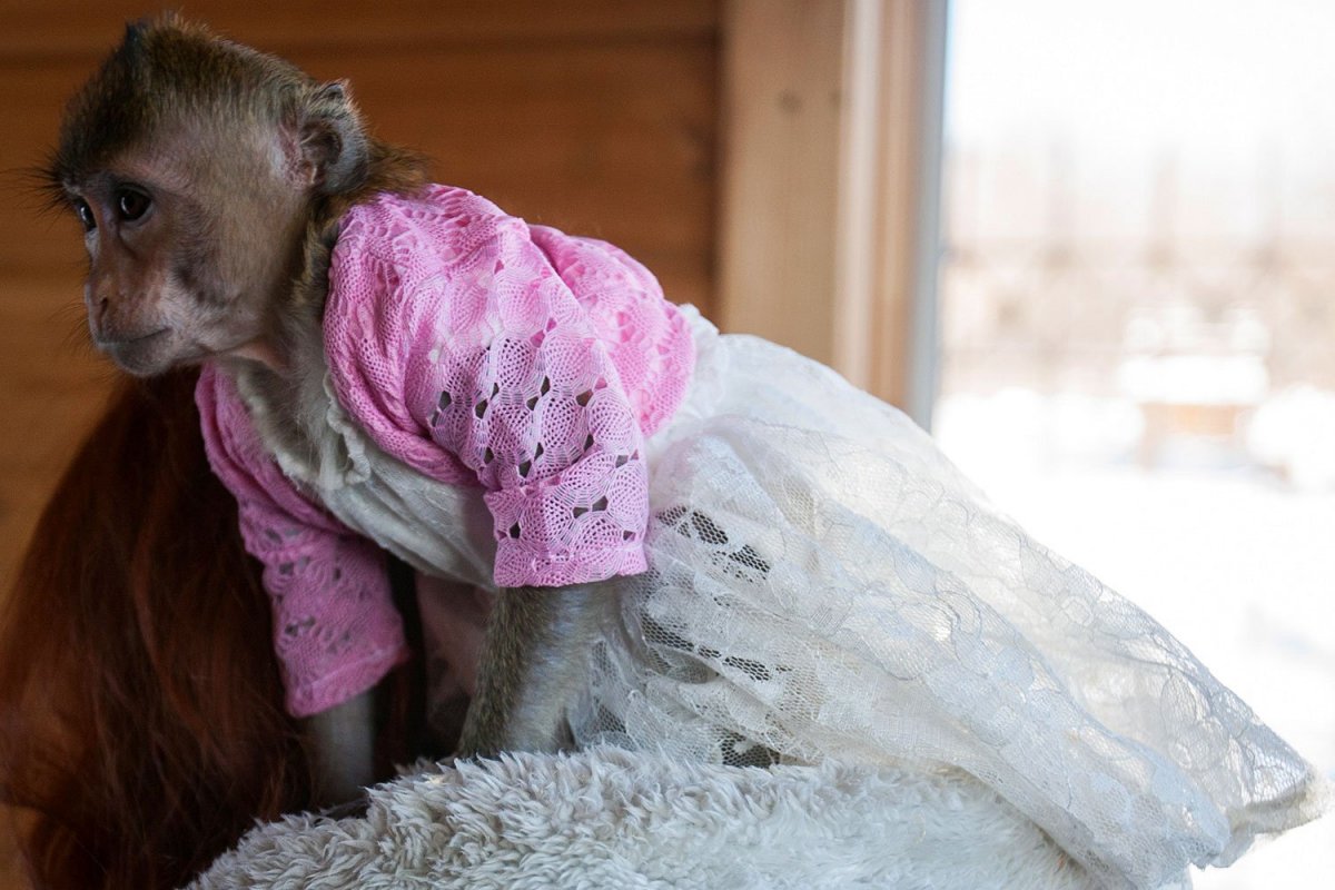 Мартышкины очки