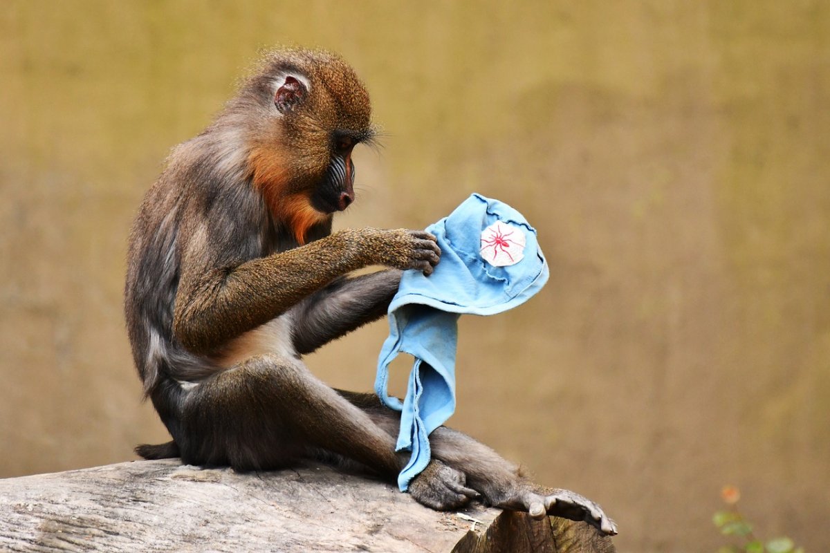 Обезьяны маленькие в одежде
