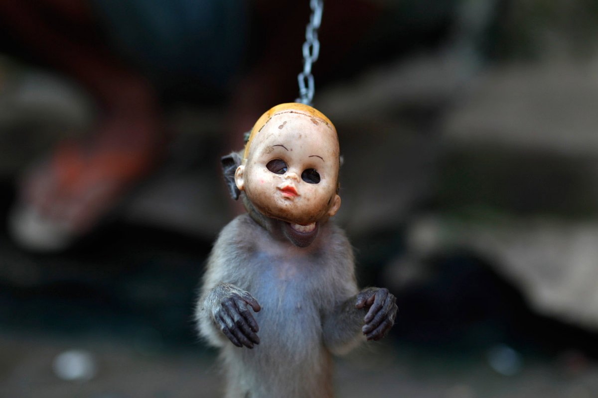 Маленькая обезьянка которая производит кофе