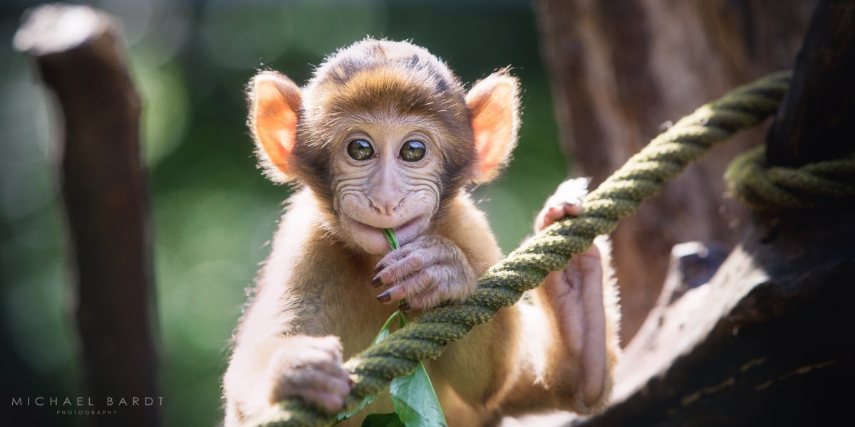 Обезьянка девочка